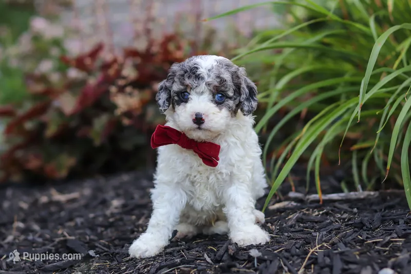 Reno – Cavapoo puppy for sale in Fredericksburg, OH