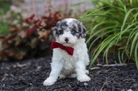 Reno, a male Cavapoo for sale in Fredericksburg, OH – 1 of 7