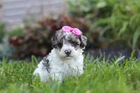 Zara, a female Cavapoo for sale in Fredericksburg, OH – 5 of 6