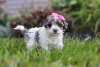 Zara, a female Cavapoo for sale in Fredericksburg, OH – 4 of 6