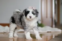 Callie, a female Sheepadoodle for sale in Fredericksburg, OH – Photo 2 of 6