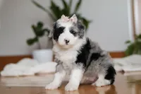 Callie, a female Sheepadoodle for sale in Fredericksburg, OH – Photo 1 of 6
