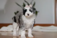 Callie, a female Sheepadoodle for sale in Fredericksburg, OH – Photo 3 of 6