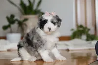 Callie, a female Sheepadoodle for sale in Fredericksburg, OH – Photo 4 of 6