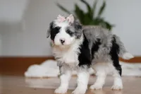 Callie, a female Sheepadoodle for sale in Fredericksburg, OH – Photo 6 of 6