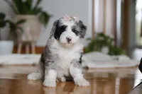 Callie, a female Sheepadoodle for sale in Fredericksburg, OH – Photo 5 of 6