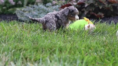 Luka, a male Cavapoo for sale in Fredericksburg, OH – 7 of 7