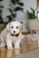 processed/b71623b4-7457-48c1-b8dd-929b6615dc97/listing/f3df164d-87b9-4782-ace6-570802329c26/48243c4c-c11e-4445-8952-50a4ee986848