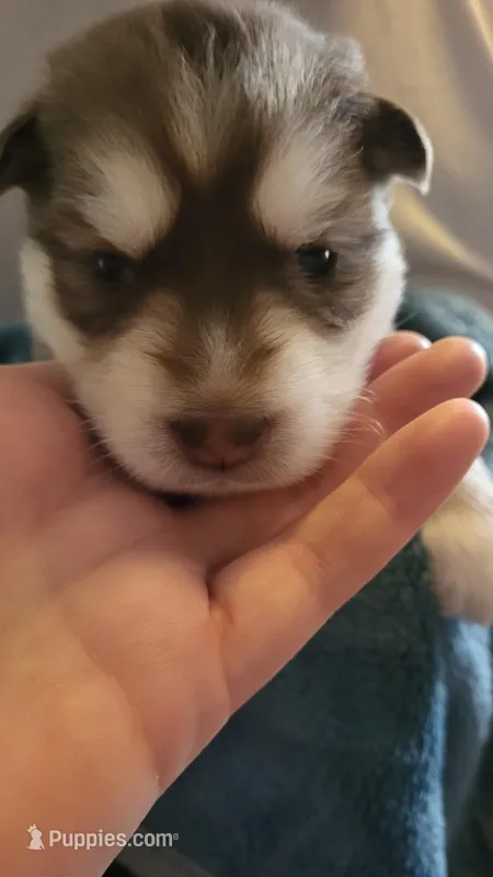 Stella – Siberian Husky puppy for sale in Swansea, IL