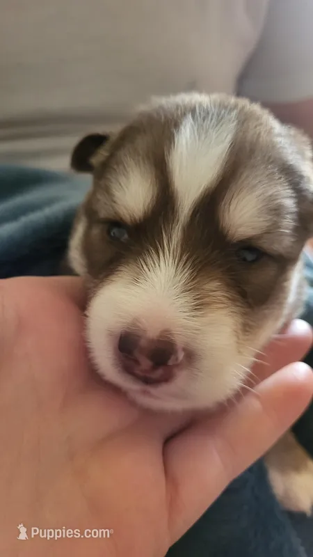 Orion – Siberian Husky puppy for sale in Swansea, IL