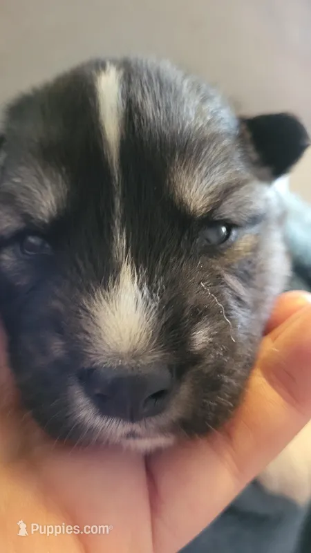 Clara – Siberian Husky puppy for sale in Swansea, IL