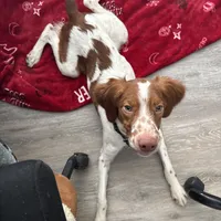 Blaney, a male Brittany for sale in Gainesville, FL – Photo 4 of 5