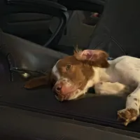 Blaney, a male Brittany for sale in Gainesville, FL – Photo 2 of 5