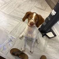 Blaney, a male Brittany for sale in Gainesville, FL – Photo 3 of 5