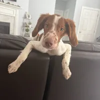 Blaney, a male Brittany for sale in Gainesville, FL – Photo 1 of 5