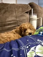 Roo, a female Poodle - Miniature  for sale in Gainesville, FL – 3 of 3