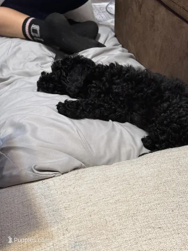 Max – Poodle - Miniature  puppy for sale in Gainesville, FL