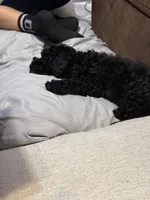 Max, a male Poodle - Miniature  for sale in Gainesville, FL – 1 of 2