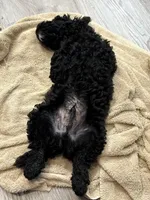 Max, a male Poodle - Miniature  for sale in Gainesville, FL – 2 of 2
