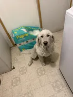 Pi, a female Great Pyrenees for sale in Gainesville, FL – Photo 2 of 2