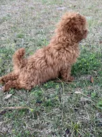 Roo, a female Poodle - Miniature  for sale in Gainesville, FL – 2 of 3