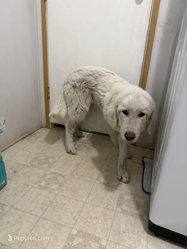 Pi – Great Pyrenees puppy for sale in Gainesville, FL