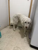 Pi, a female Great Pyrenees for sale in Gainesville, FL – Photo 1 of 2