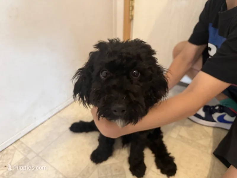 Max – Poodle - Miniature  puppy for sale in Gainesville, FL