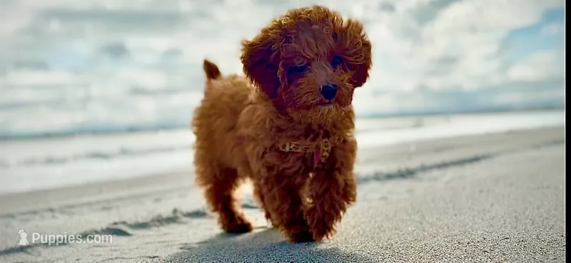 Roo – Poodle - Miniature  puppy for sale in Gainesville, FL