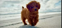 Roo, a female Poodle - Miniature  for sale in Gainesville, FL – 1 of 3