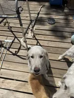 Char, a female Great Pyrenees for sale in Gainesville, FL – Photo 4 of 4