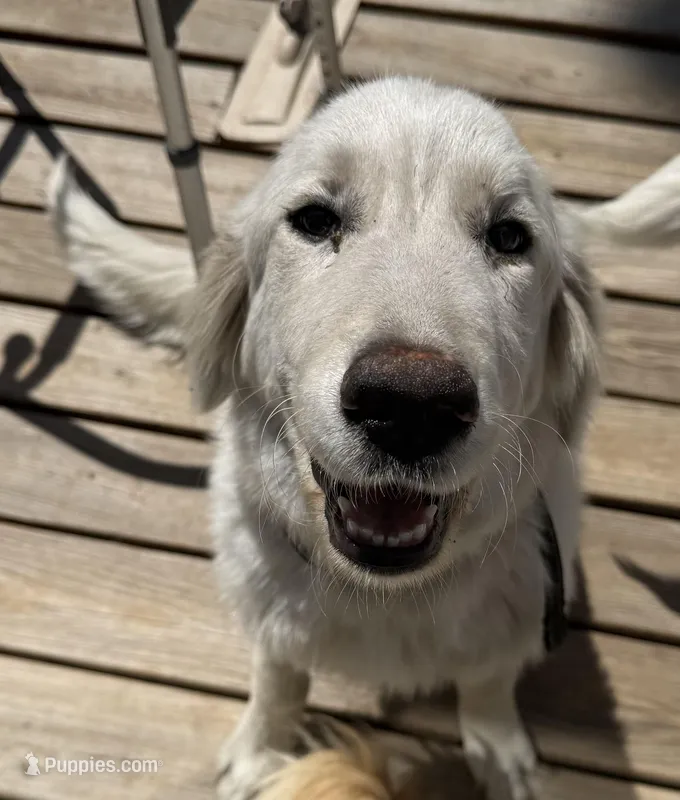 Char – Great Pyrenees puppy for sale in Gainesville, FL
