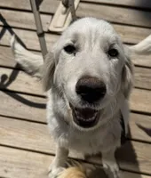 Char, a female Great Pyrenees for sale in Gainesville, FL – Photo 1 of 4