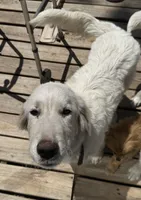 Char, a female Great Pyrenees for sale in Gainesville, FL – Photo 2 of 4