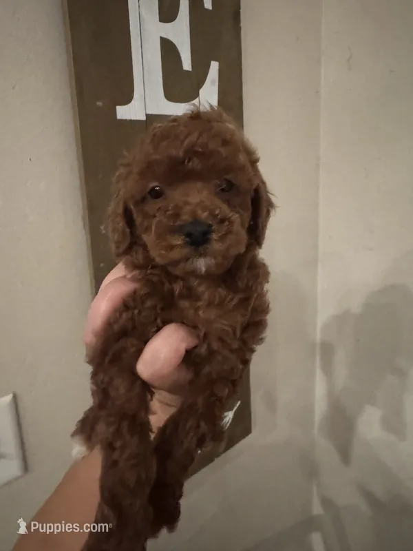 Mocha – Poodle - Miniature  puppy for sale in Wasco, CA