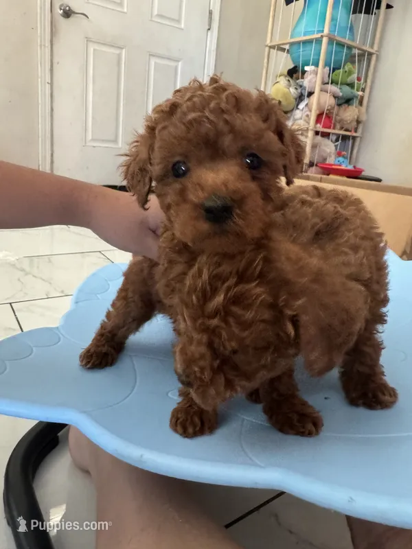 Coco – Poodle - Toy  puppy for sale in Wasco, CA