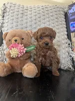 Hershey, a female Poodle - Toy  for sale in Wasco, CA – 2 of 4