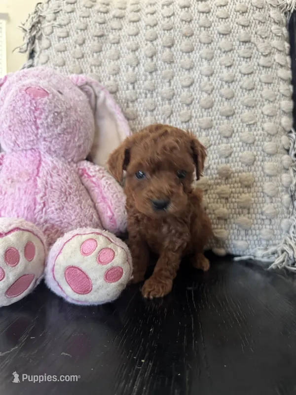 Rubi – Poodle - Toy  puppy for sale in Wasco, CA