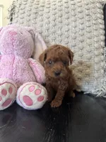 Rubi, a female Poodle - Toy  for sale in Wasco, CA – 1 of 3