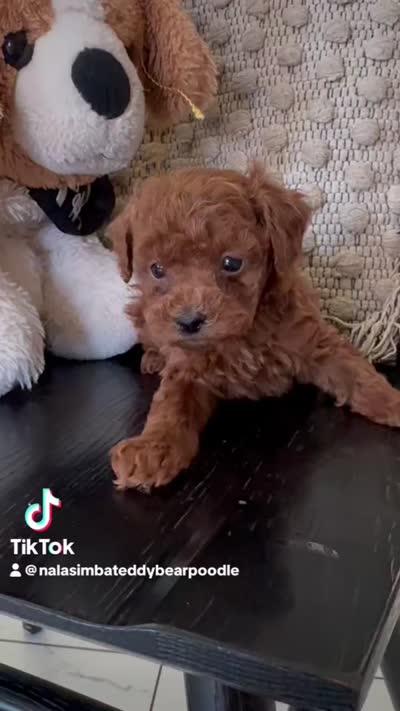 Coco, a female Poodle - Toy  for sale in Wasco, CA – 2 of 2