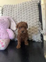 Rubi, a female Poodle - Toy  for sale in Wasco, CA – 2 of 3