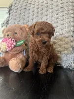 Hershey, a female Poodle - Toy  for sale in Wasco, CA – 1 of 4