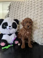 Mocha, a female Poodle - Miniature  for sale in Wasco, CA – 3 of 3