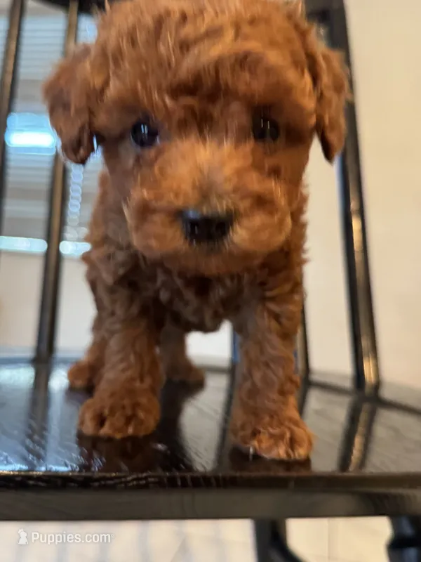Hershey – Poodle - Toy  puppy for sale in Wasco, CA