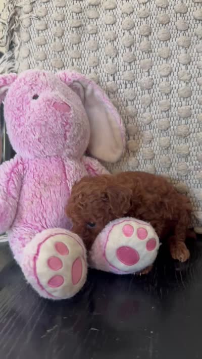 Rubi, a female Poodle - Toy  for sale in Wasco, CA – 3 of 3