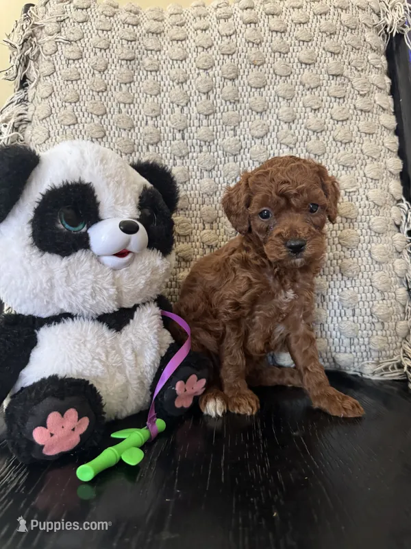 Mocha – Poodle - Miniature  puppy for sale in Wasco, CA