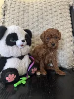 Mocha, a female Poodle - Miniature  for sale in Wasco, CA – 1 of 3