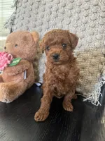 Hershey, a female Poodle - Toy  for sale in Wasco, CA – 3 of 4