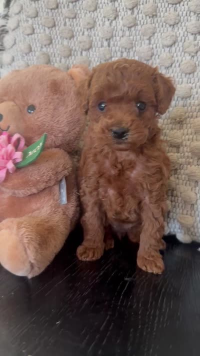 Hershey, a female Poodle - Toy  for sale in Wasco, CA – 4 of 4