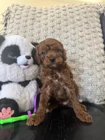 Mocha, a female Poodle - Miniature  for sale in Wasco, CA – 2 of 3
